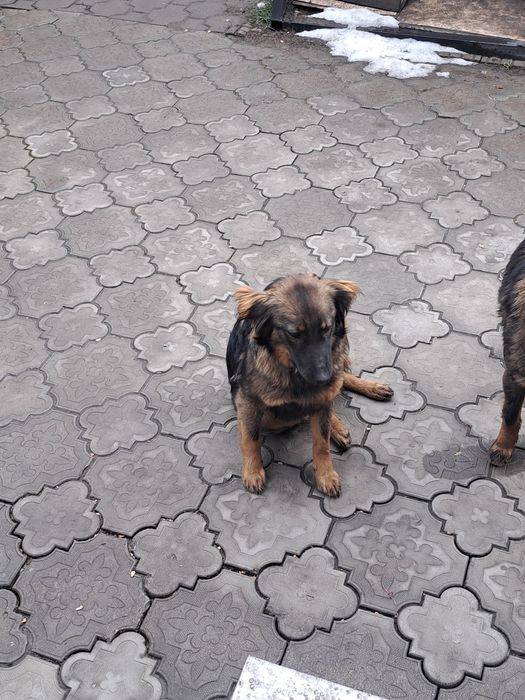 Отдам в хорошие руки девочку