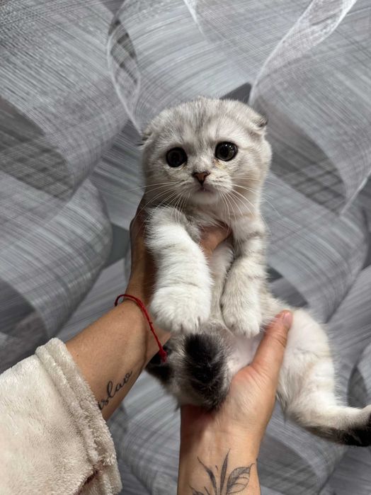 шикарная мраморная малышка