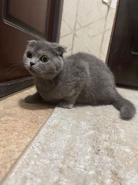 Кошка скотиш фолд .