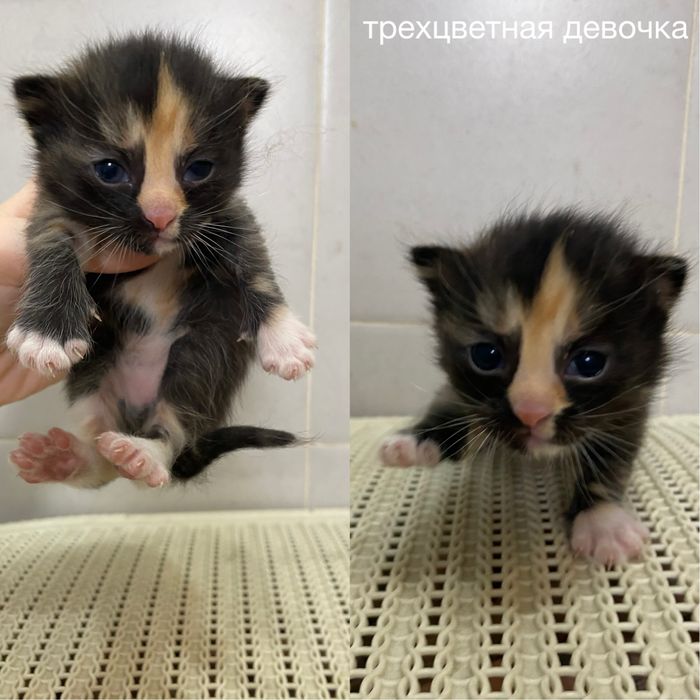 Котята разных окрасов - выбирайте своего (в добрые руки)
