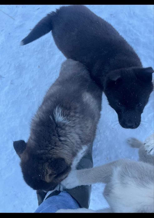 Щенки западно европейской лайки