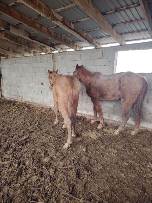 Кобыла бие байтал лошади