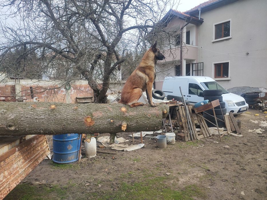 Малки Малинова търсят своя стопанин