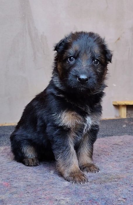 Pui Ciobanesc german