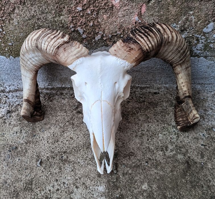 Череп от овен,с рогата.Коч.