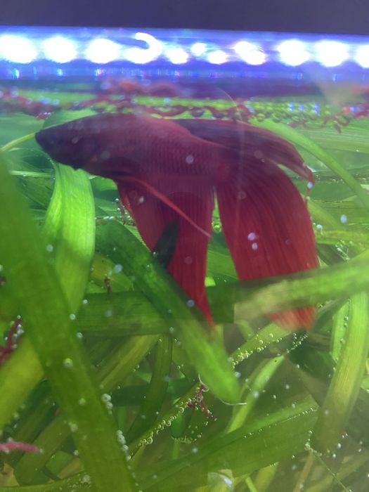 Петушки самцы  красивый