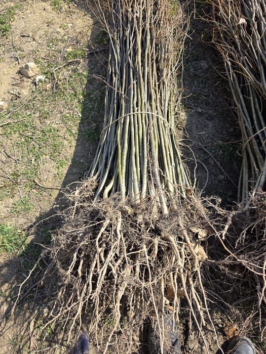 Salcâm frasin paltin fag carpen mesteacăn tei brad pin molid