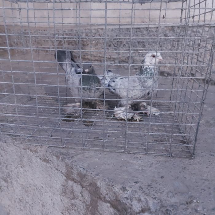 Челкар самец самка лет с игрой