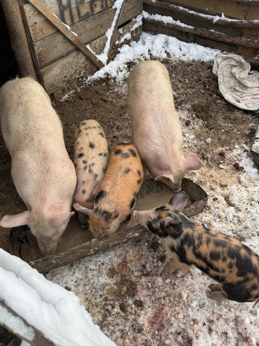 Прасенца перфектни за нови стопани