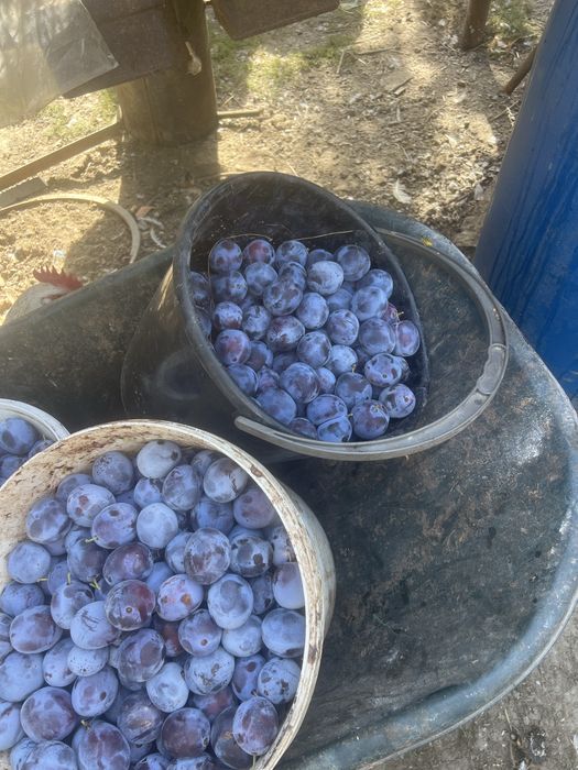 Prune anaspet de tuica
