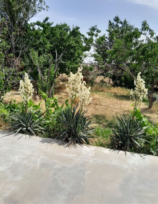 Сдаётся/Продается дача 6 соток Яшнабадский район