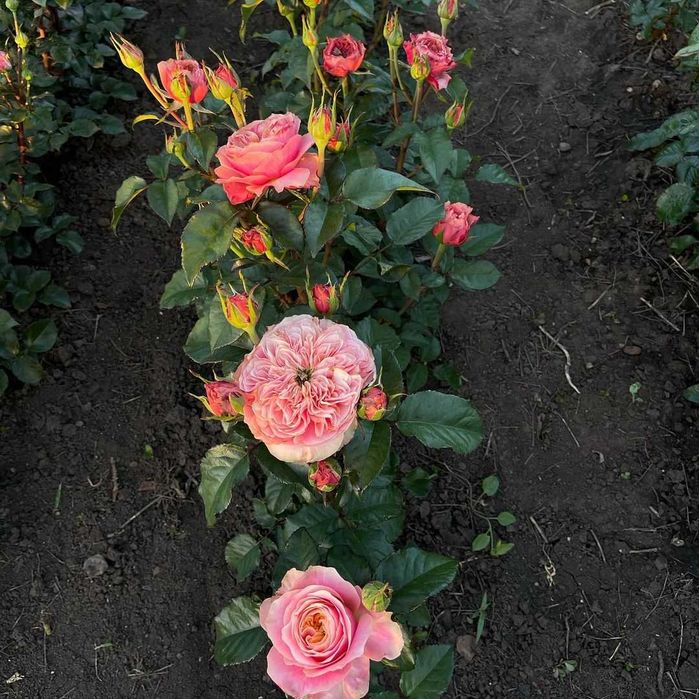 Саженцы Роз город Ташкент