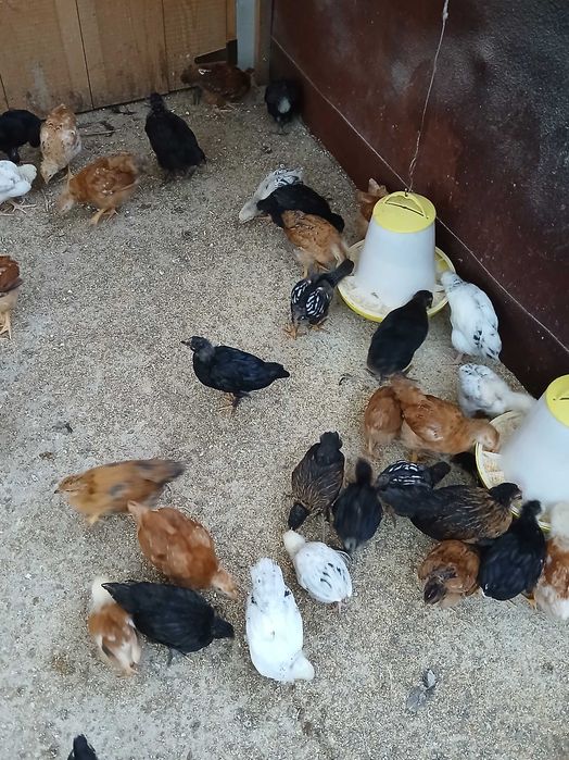 Pui de gaina de casa