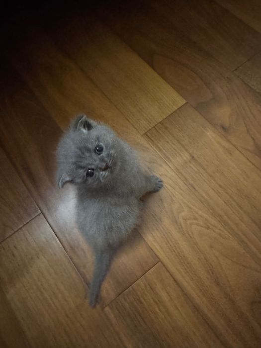 Отдам котят в добрые руки