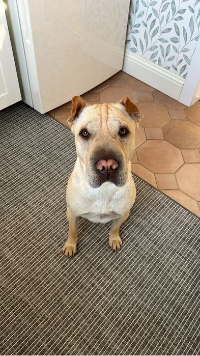 Шарпей для вязки