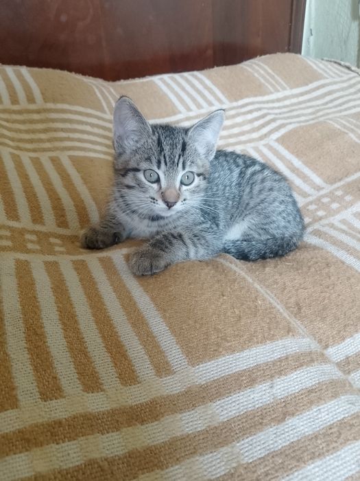 Отдам котят с доставкой