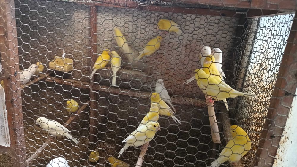 Продавам канарчета млади 2025г