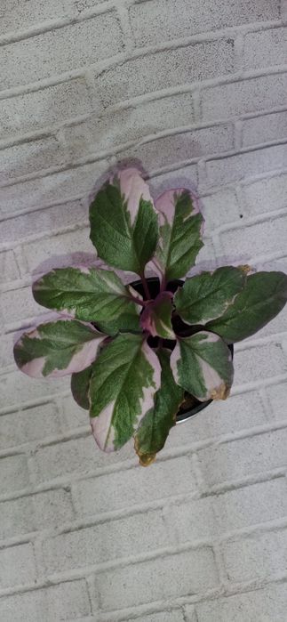 Продам излишки растений недорого