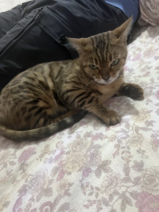 Bengalskiy mushuk toza zotli