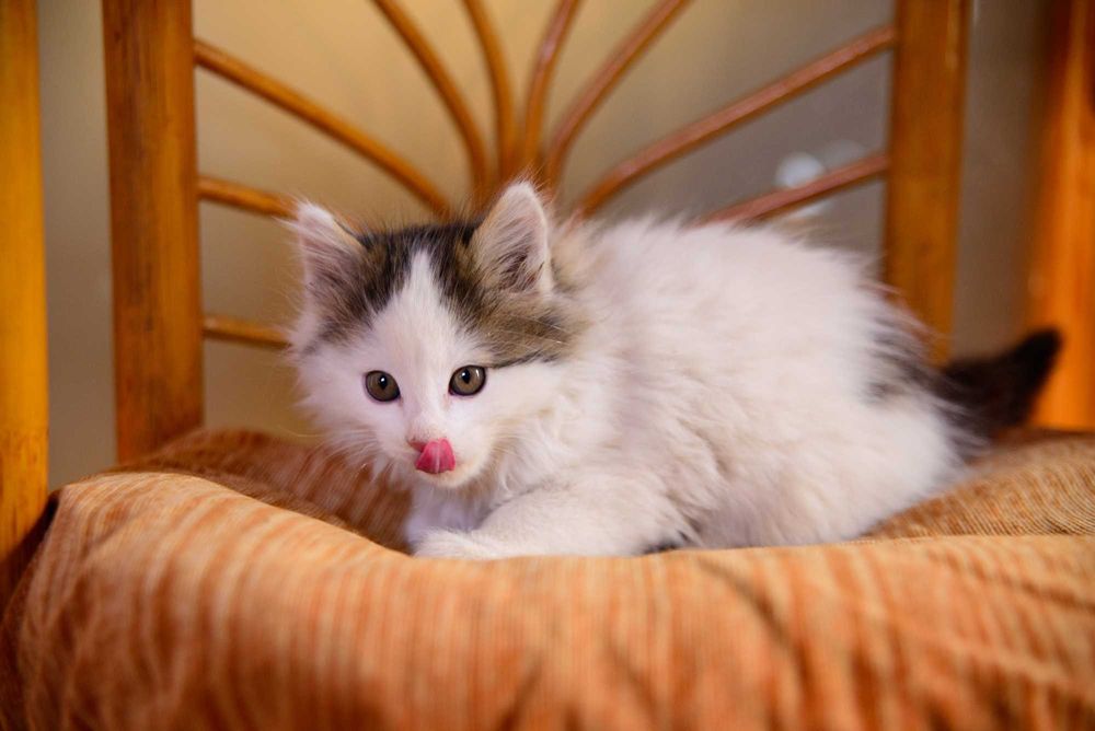 Котенок  девочка