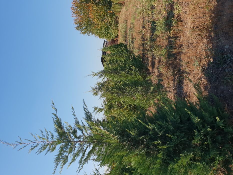 Tuia leylandii/Mesteacăn alb