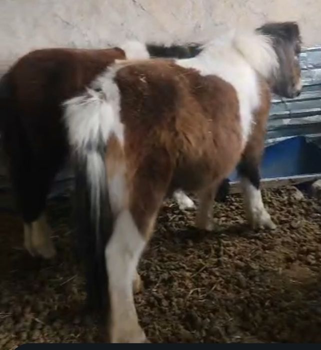 Продам пони и жеребца