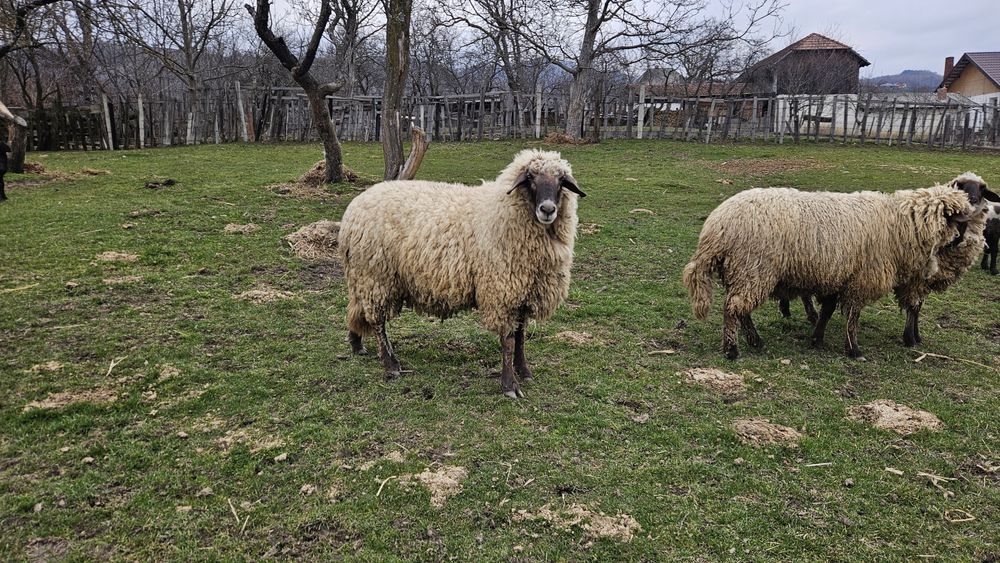 Vând berbec carabas