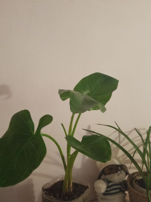 Продаю комнатные цветы