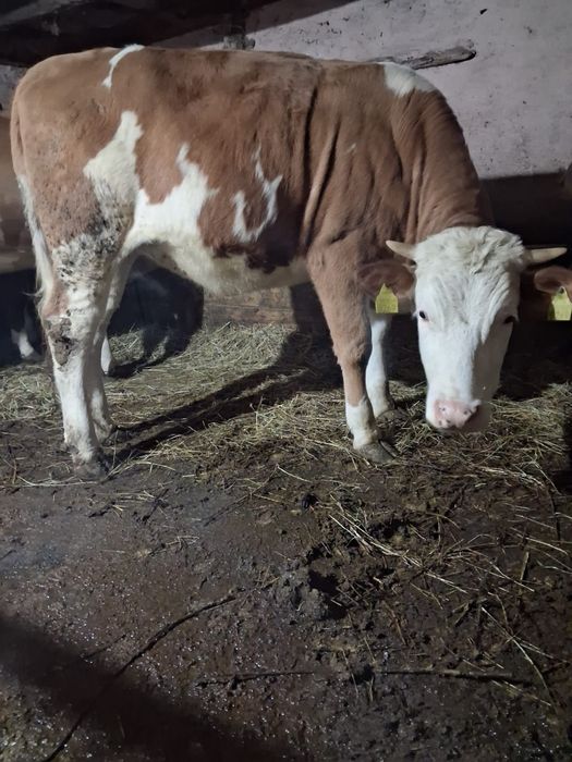 Vand vițică bălțată