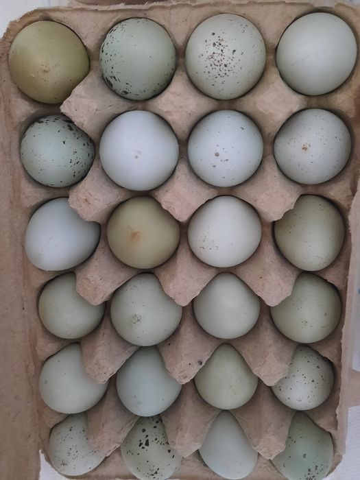 Ouă pt Incubat premium CELADON ŞI TUPFER de vanzare, pui,prepelițe,ouă