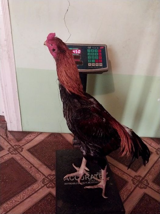 Xòroz satiladi qiziqanlar bòlsa