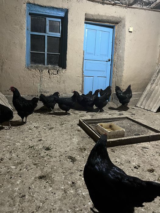 Джержинский гигант