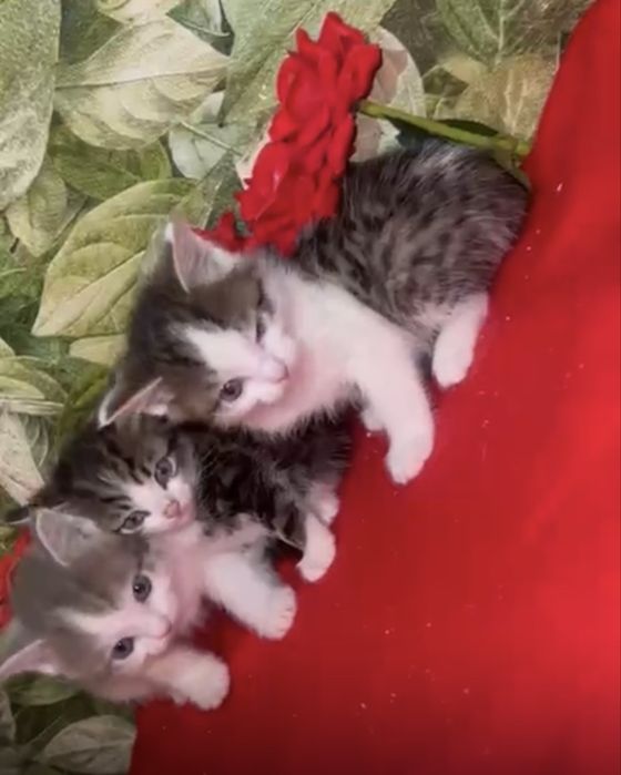 Котята британцы биколорные