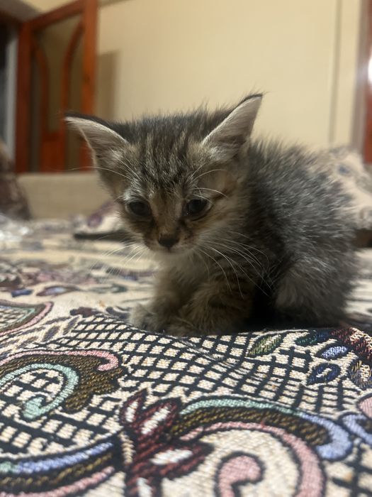 Отдам котят в хорошие руки
