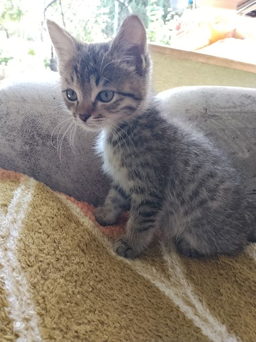 Отдам котенка в хорошие руки