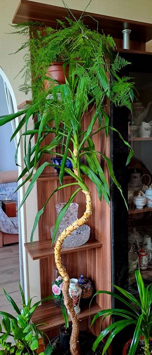Продам комнатные цветы