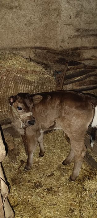 Vaci de vânzare una cu vițel cealaltă gestantă