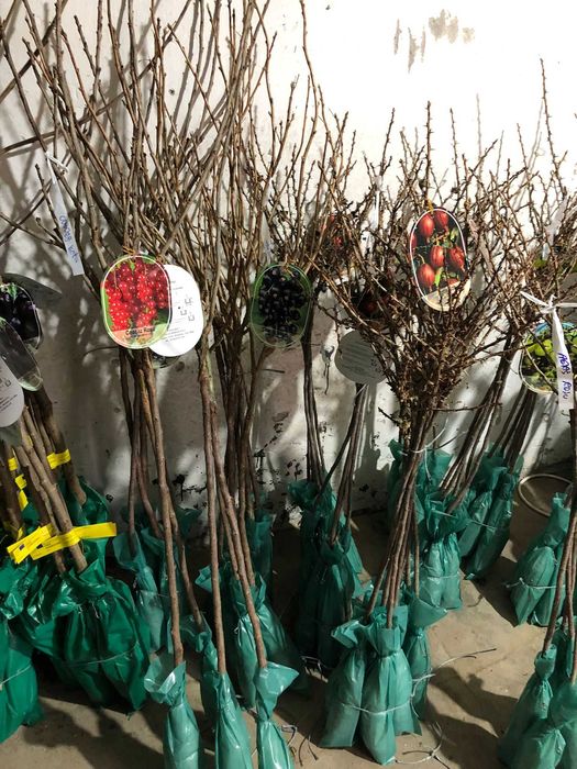 VAND Pomi fructiferi