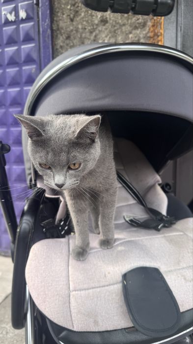 Отдам котика в добрые руки
