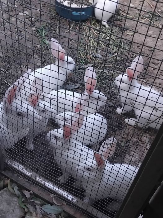 8 puiuți împreună cu mama lor cauta casa nouă!