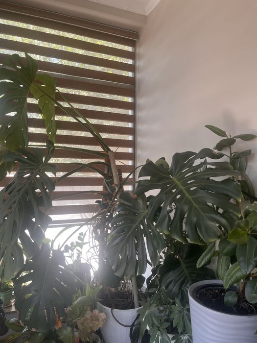 Комнатное растение-Монстера