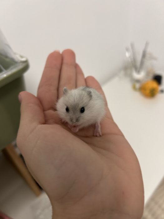 DONEZ de urgenta puiuti de hamster pitic rusesc