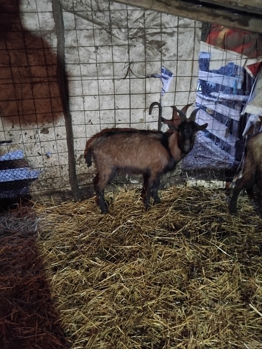 Vând  trei  tapi alpin cu vârste diferite