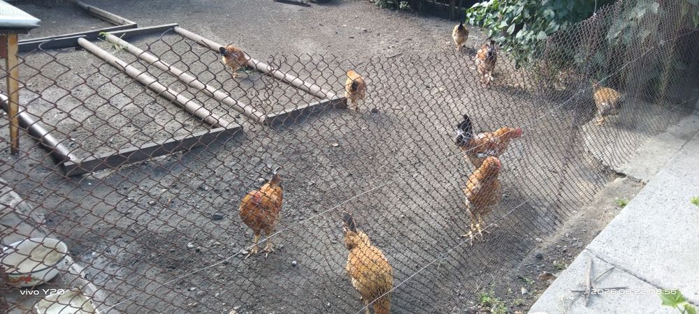 Продам молодых куриц и петухов