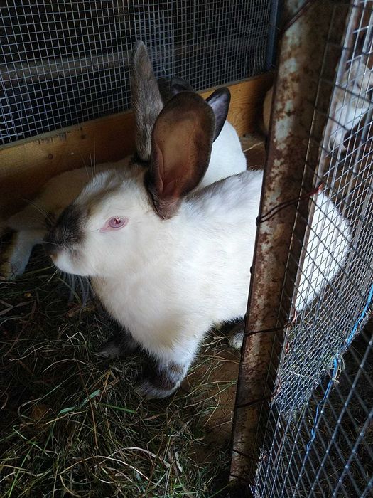 Iepuri de vanzare in Orastie -Beriu