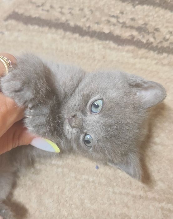 Котята британцы.