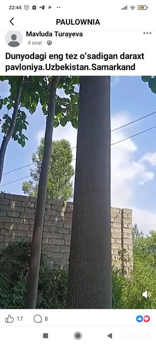 Павлония дарахтлари сотилади 2022 йил бахорда экилган