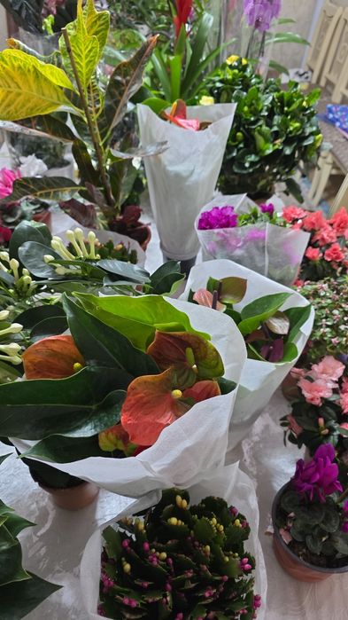 Домашние цветы светущий