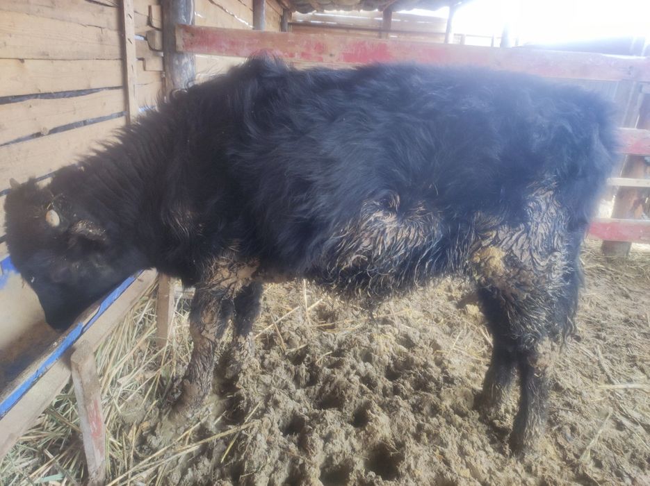 Бұқа.Баспақ бір жасар