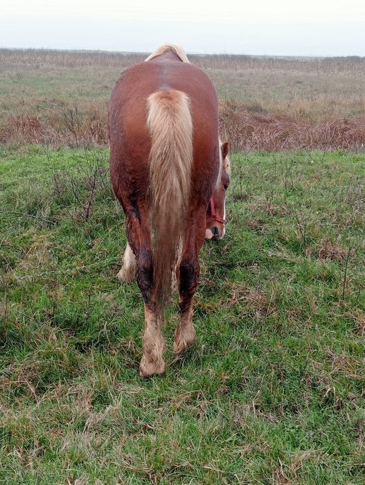 Armăsar de vânzare!